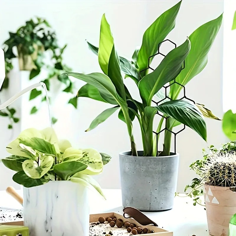 3Pcs Plant Support Frame Climb - огляд і ціна Sphagnum Moss Dry